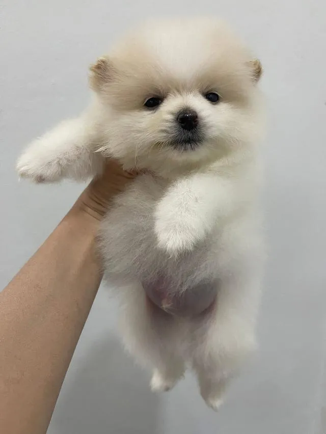 ลูกสุนัขปอมเมเรเนียน