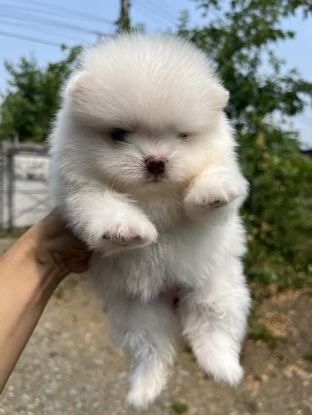 ลูกสุนัขปอมเมเรเนียน