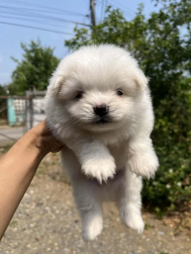 ลูกสุนัขปอมเมเรเนียน