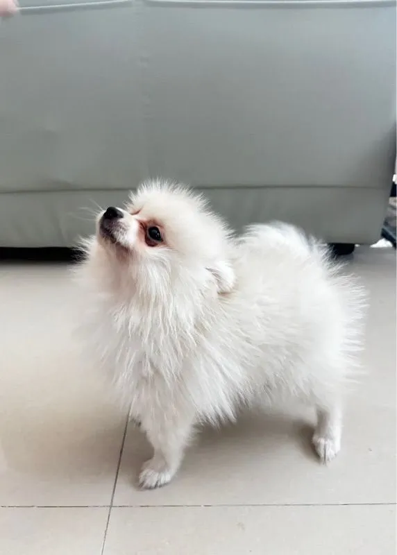 ปอมเมอเรเนียน