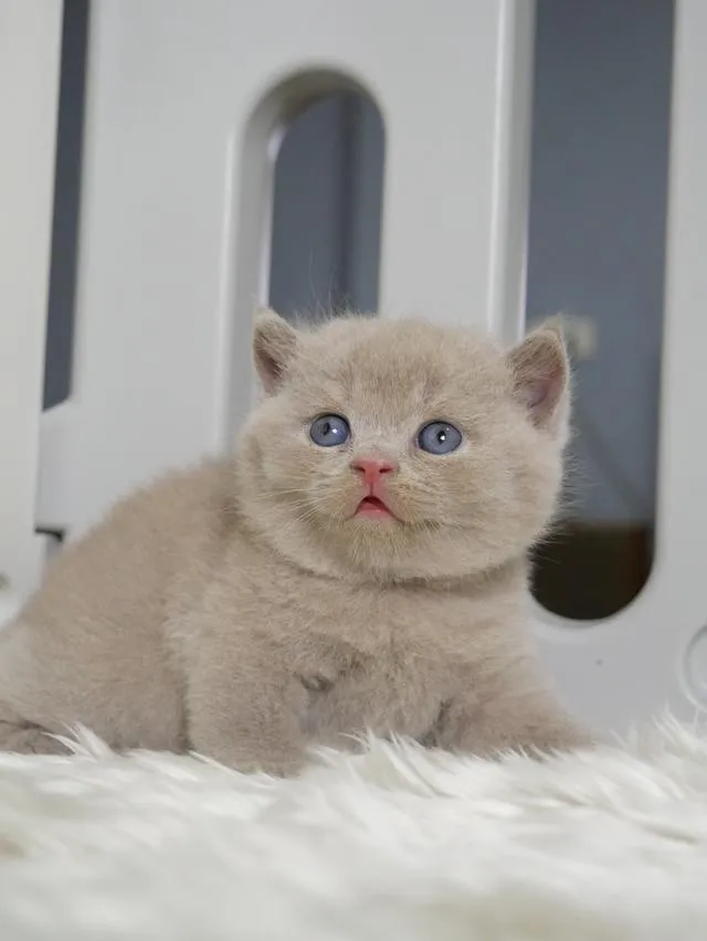แมวบริติชช๊อตแฮร์ผู้ชายสีไลแลก