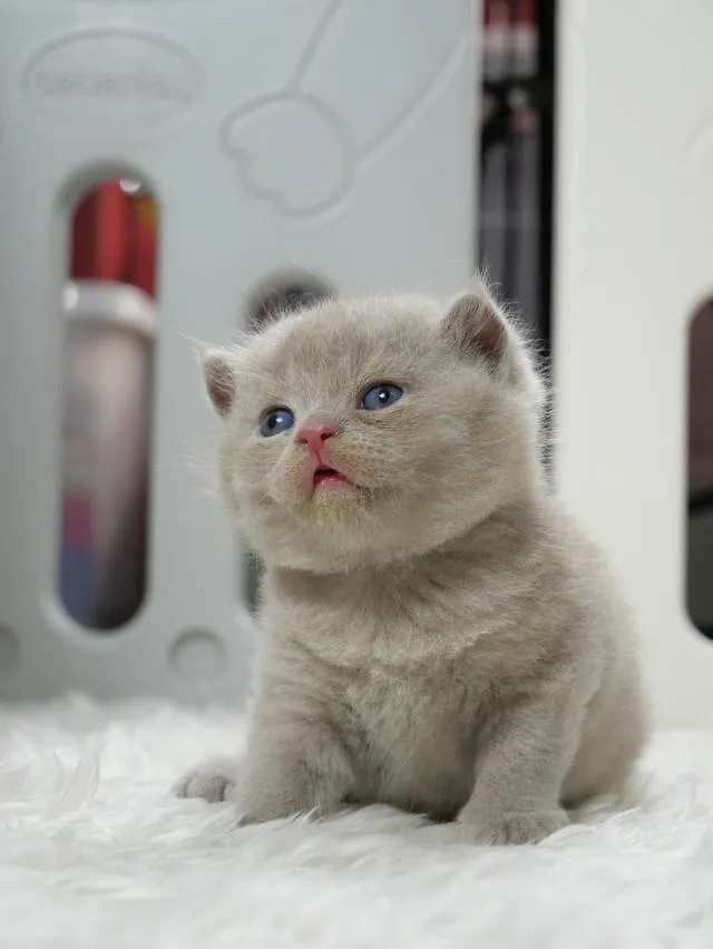 แมวบริติชช๊อตแฮร์ผู้ชายสีไลแลก