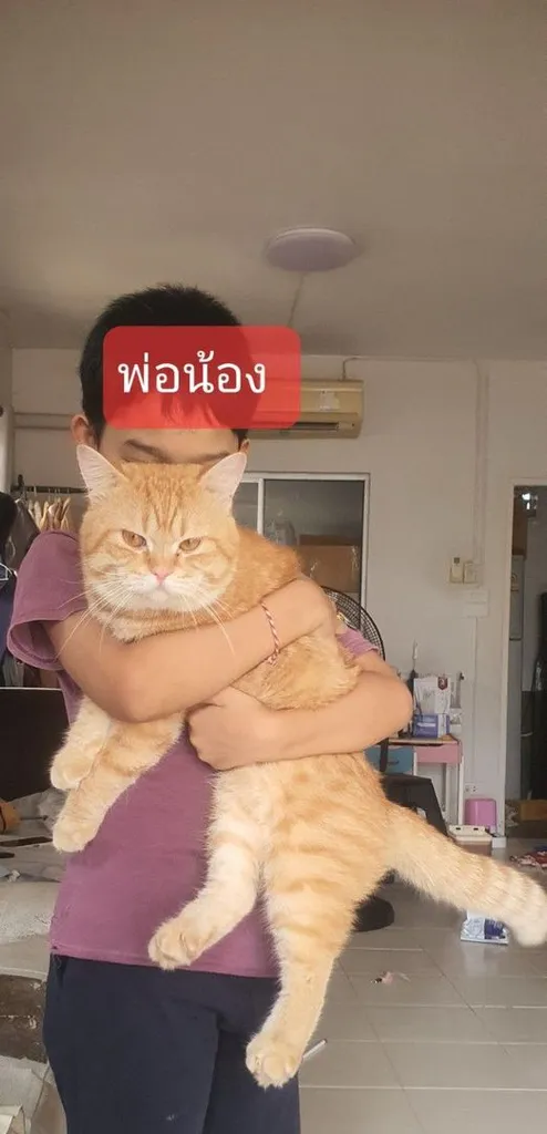 ลูกแมวผสม บริชติสกับอเมริกันช๊อตแฮร์