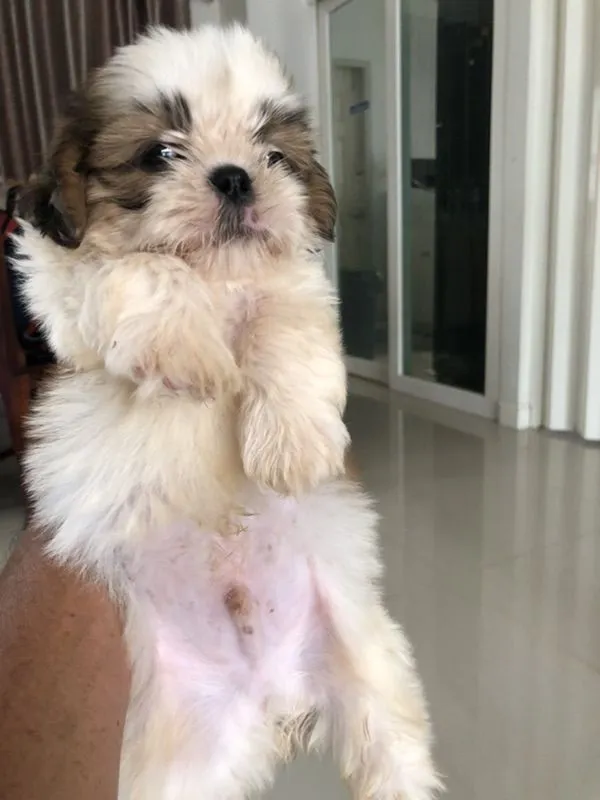 ขายสุนัขทิสุ