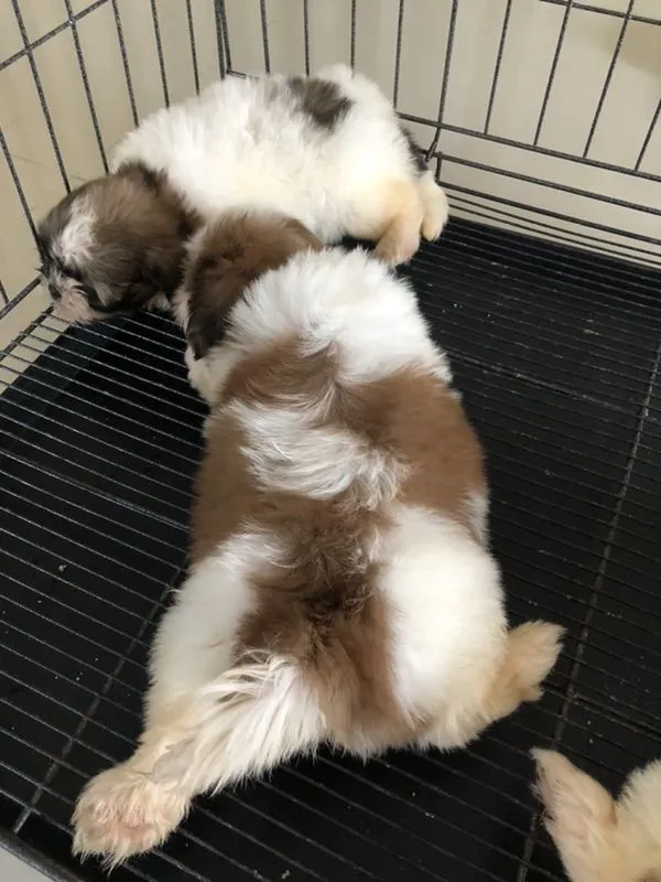 ขายสุนัขทิสุ