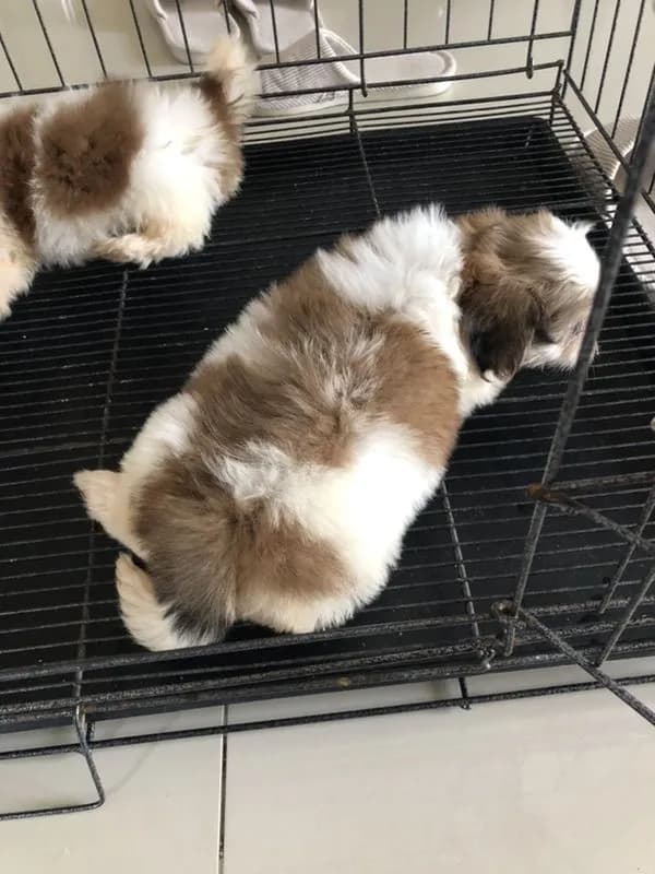 ขายสุนัขทิสุ