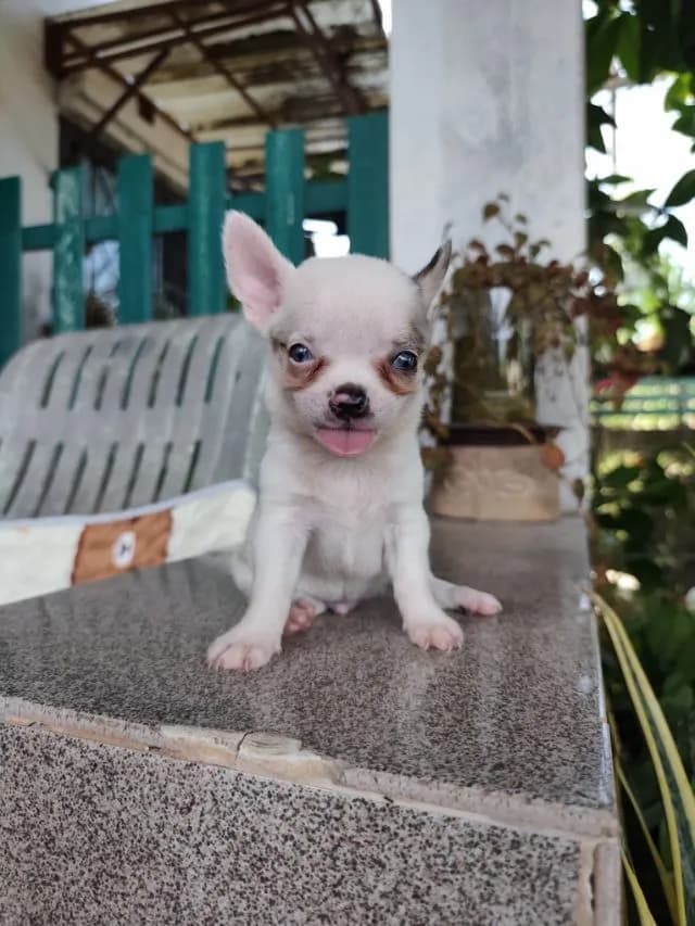ชิวาวาเพศผู้และเมียพิกัดจังหวัดอุดรธานี