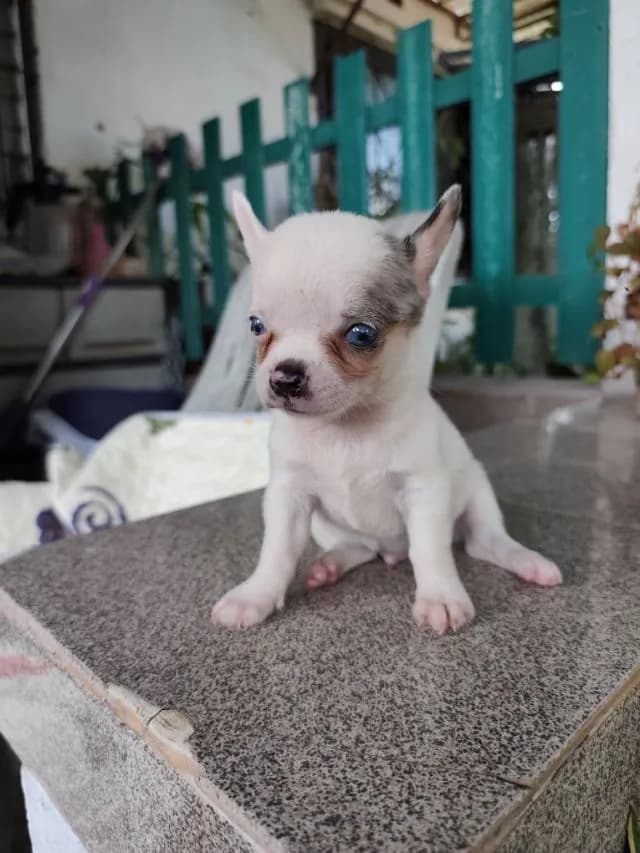 ชิวาวาเพศผู้และเมียพิกัดจังหวัดอุดรธานี