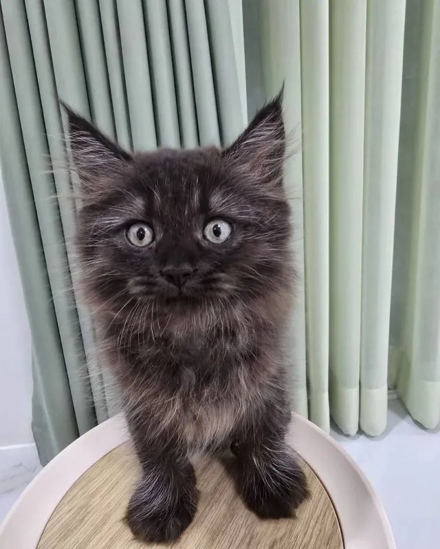 แมวเปอร์เซียผสมเมนคูน