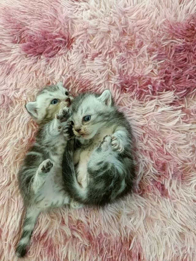 แมวขาสั้น