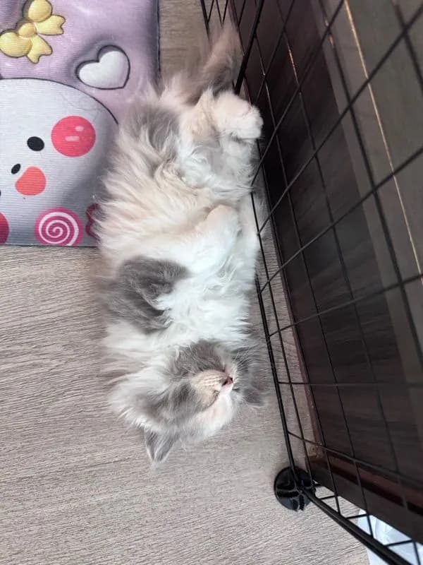 แมวน้อย นีออน