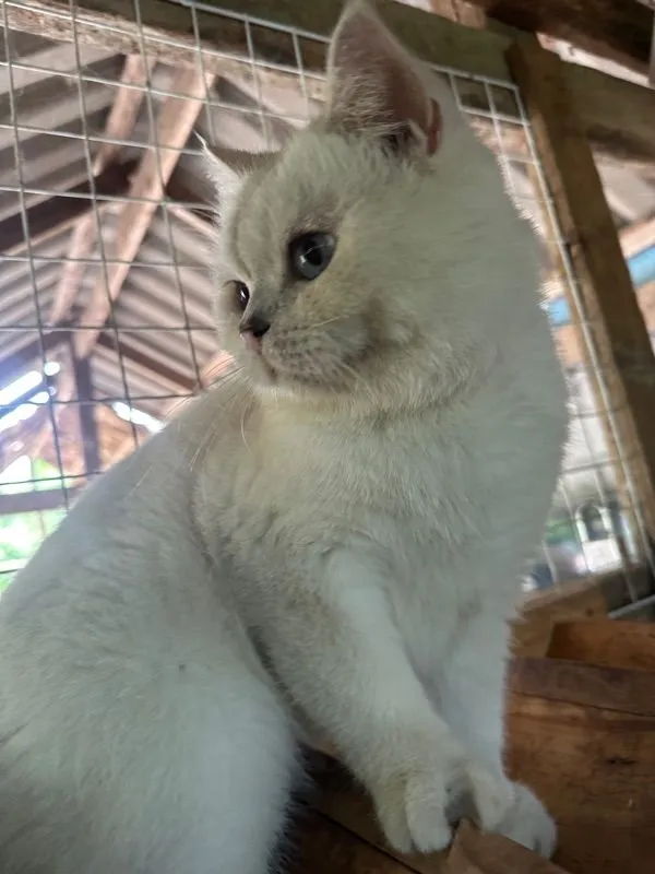 แมวบริติช ช็อตแฮร์