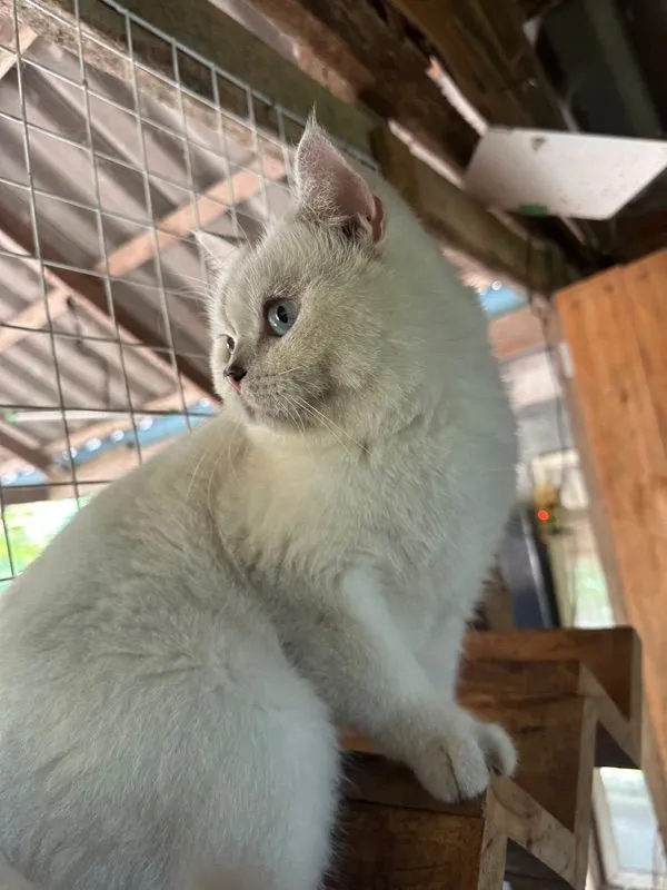 แมวบริติช ช็อตแฮร์