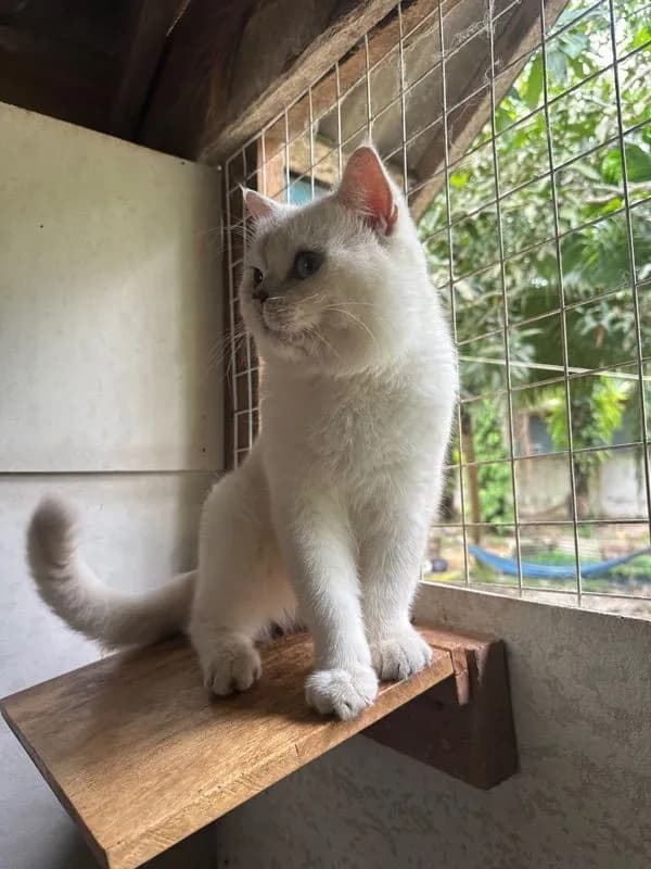 แมวบริติช ช็อตแฮร์