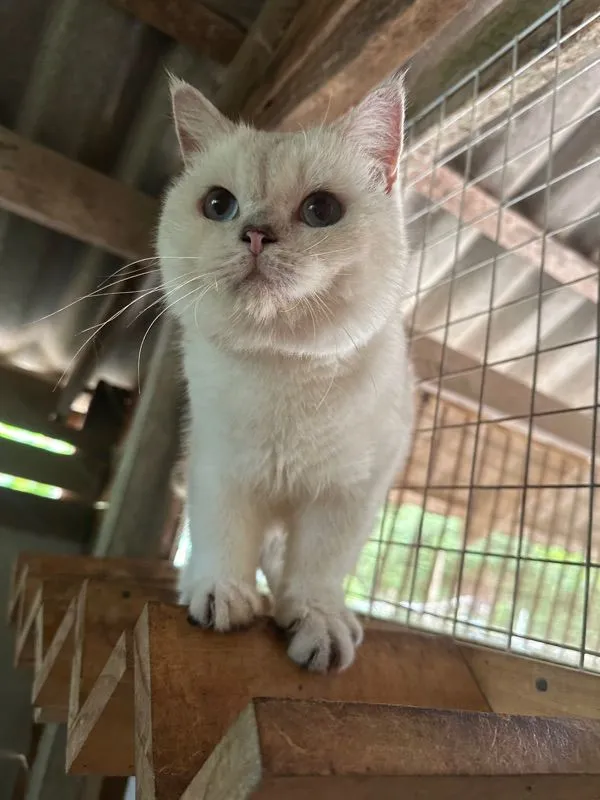 แมวบริติช ช็อตแฮร์