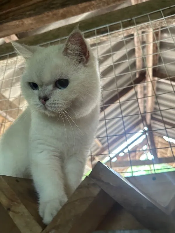 แมวบริติช ช็อตแฮร์