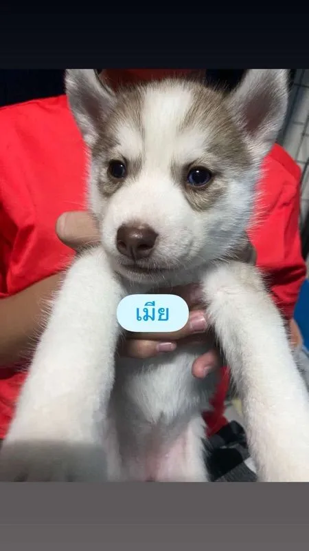 ลูกสุนัขไซบีเรียนแท้