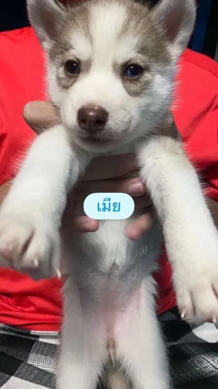 ลูกสุนัขไซบีเรียนแท้