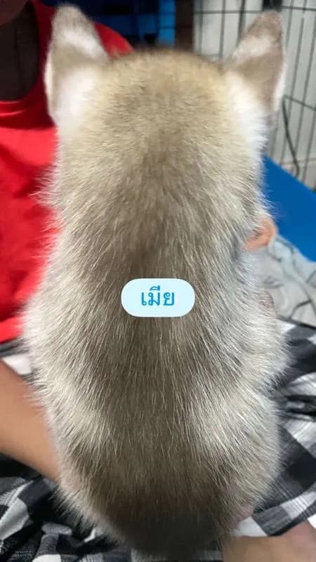 ลูกสุนัขไซบีเรียนแท้