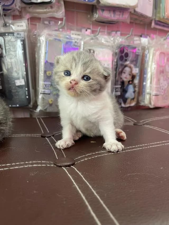 ลูกแมวสก็อตติชโฟลด์แท้