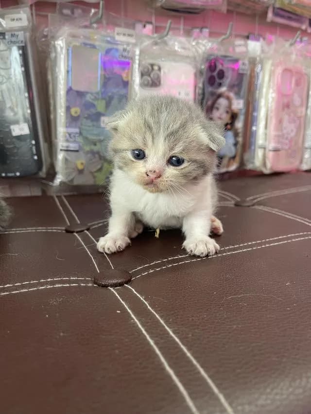 ลูกแมวสก็อตติชโฟลด์แท้