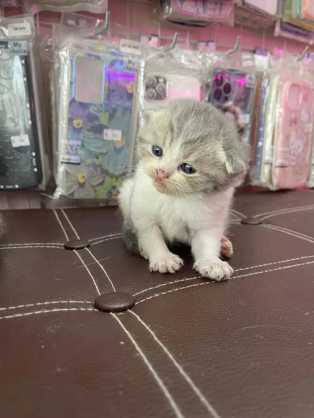 ลูกแมวสก็อตติชโฟลด์แท้
