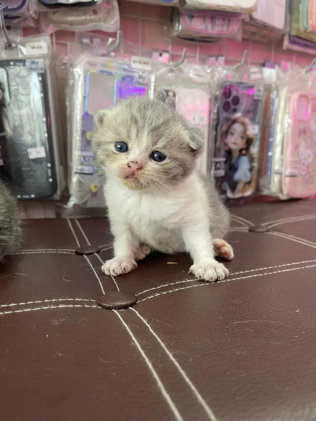 ลูกแมวสก็อตติชโฟลด์แท้