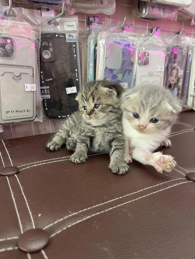 ลูกแมวสก็อตติชโฟลด์แท้