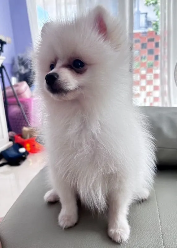 ปอมเมอเรเนียน