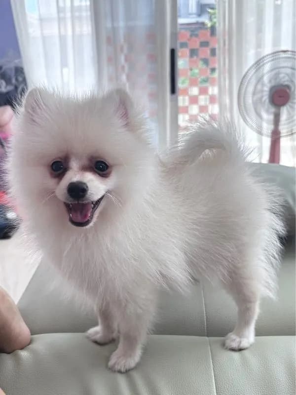 ปอมเมอเรเนียน