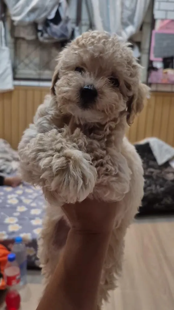 พุดเดิ้ลแท้แบ่งเลี้ยงค่ะ