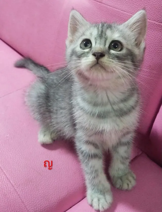 ขายแมวอเมริกันซ๊อตแฮร์😻