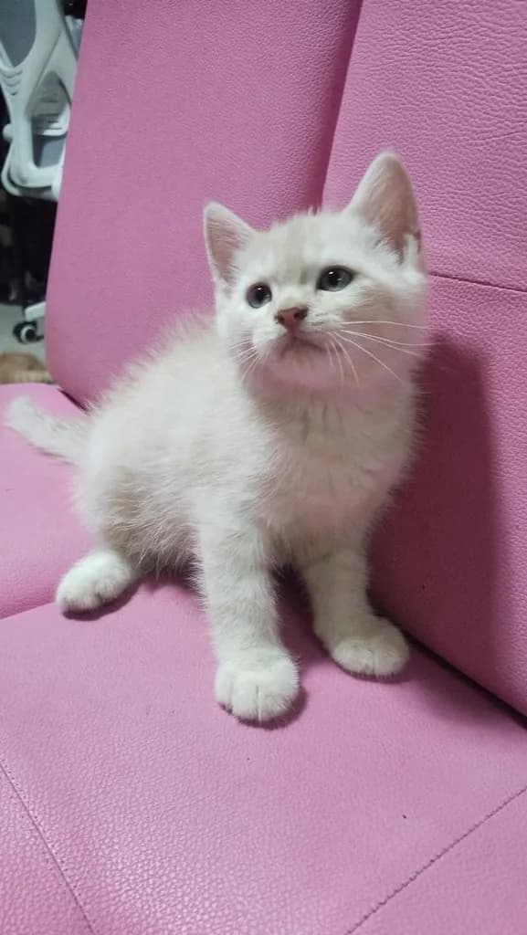 ขายแมวอเมริกันซ๊อตแฮร์😻