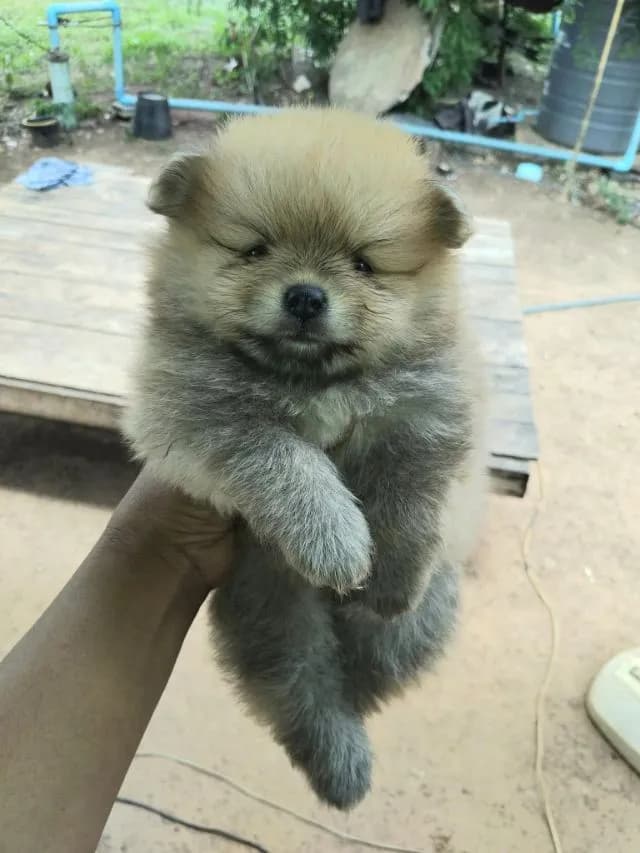 ปอม