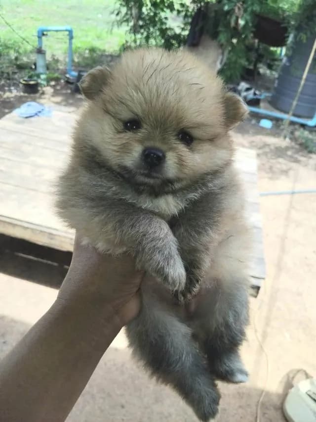 ปอม