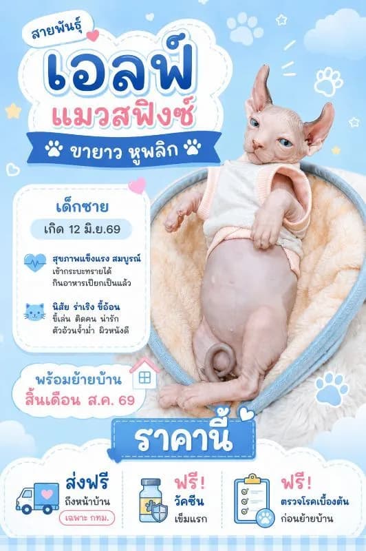 แมวสฟิงซ์ เอลฟ์ ขายาว หูพลิก