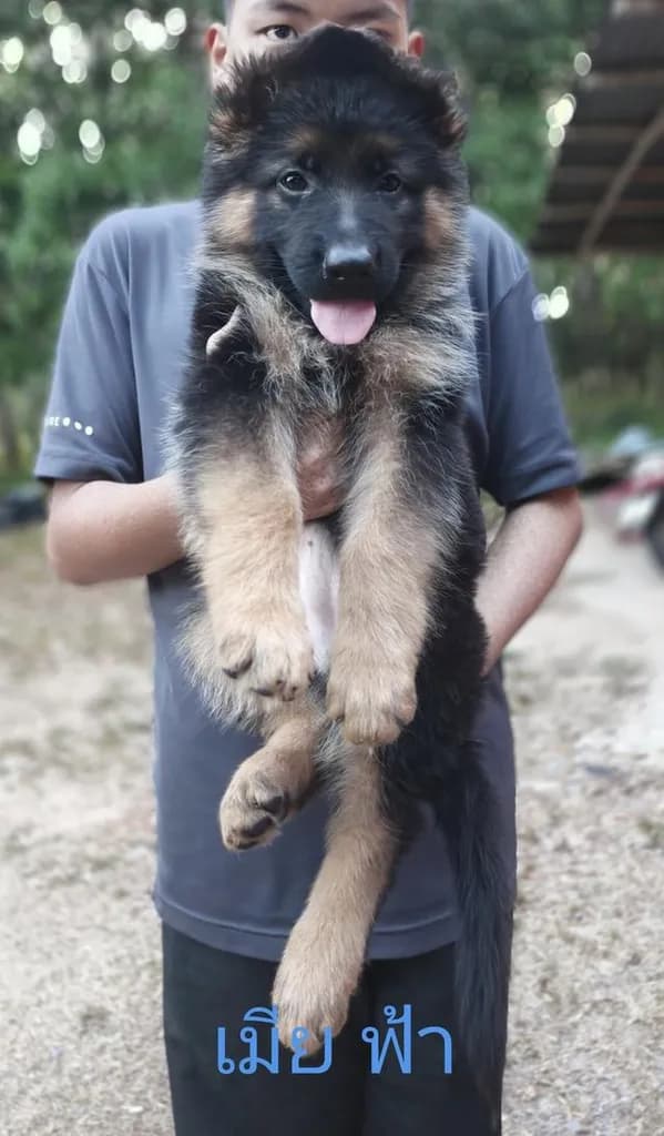 ลูกสุนัขเยอรมันเชพเพิร์ด