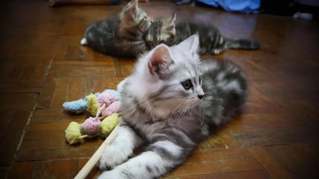 แมว - American Shorthair x Scottish Fold (3)