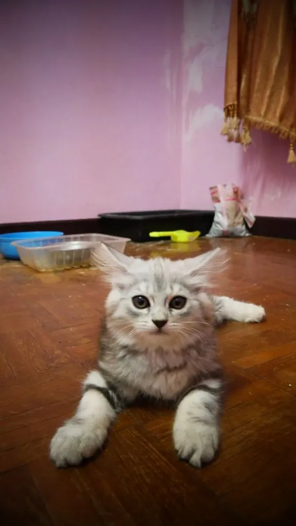 แมว - American Shorthair x Scottish Fold (3)