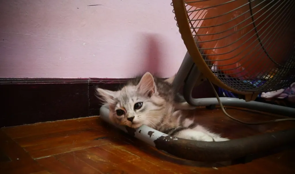 แมว - American Shorthair x Scottish Fold (3)