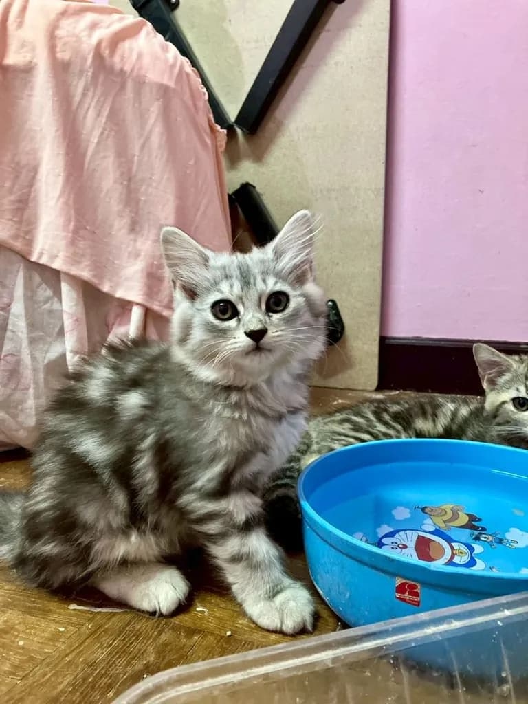 แมว - American Shorthair x Scottish Fold (3)