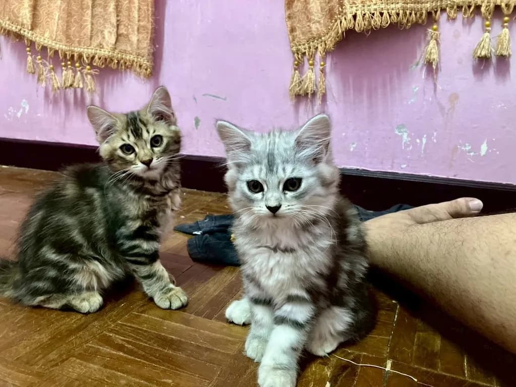 แมว - American Shorthair x Scottish Fold (3)
