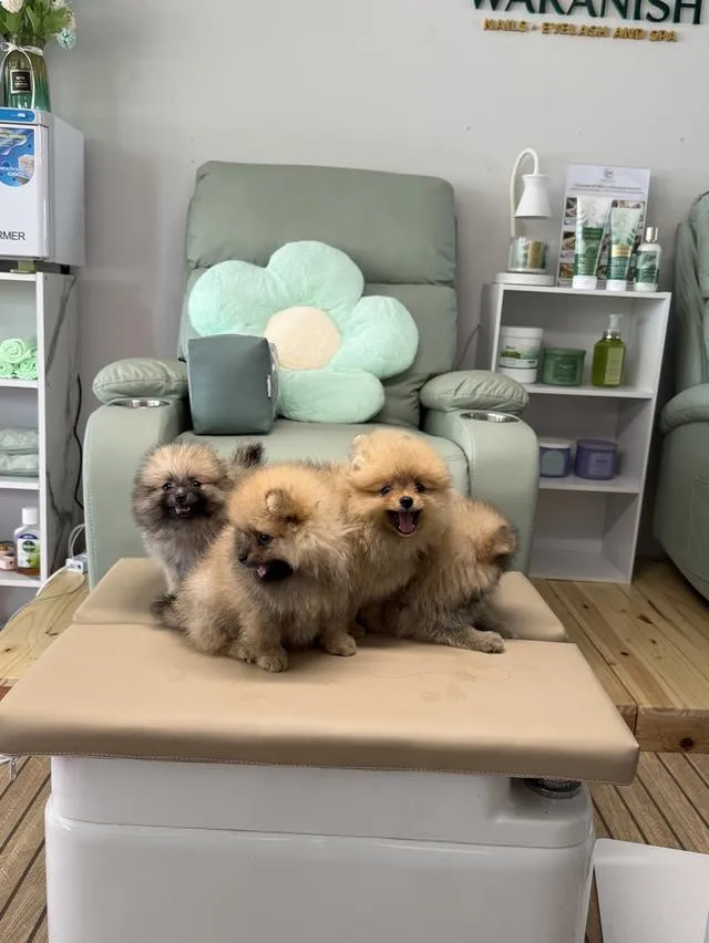สุนัขพันธุ์ปอมเมอเรเนียนแทั