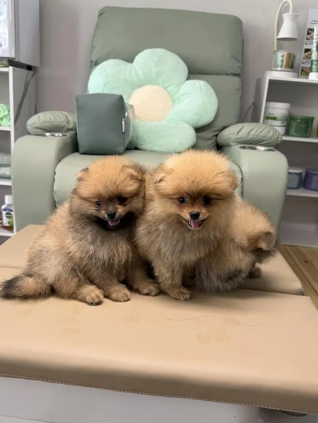 สุนัขพันธุ์ปอมเมอเรเนียนแทั