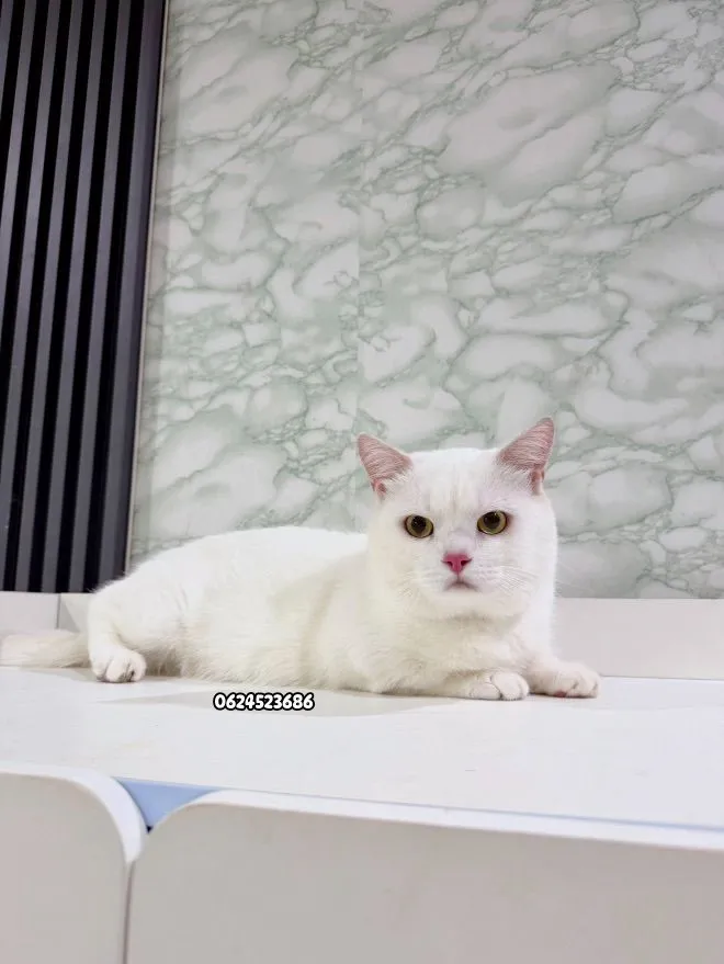 มันช์กิ้น