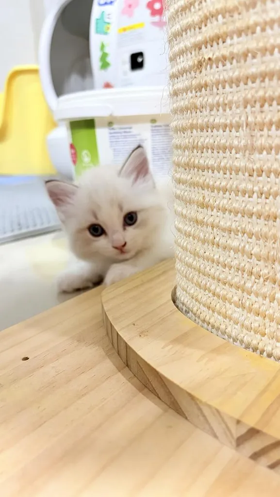 แมวสายพันธุ์Ragdoll ผู้หญิง 40,000 บาท ตรวจสุขภาพก่อนย้ายบ้าน มีใขเพ็ด WCF ทำวัคซีนแล้ว