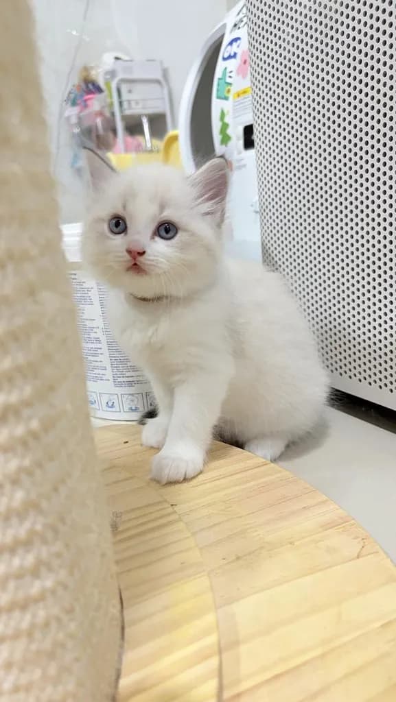 แมวสายพันธุ์Ragdoll ผู้หญิง 40,000 บาท ตรวจสุขภาพก่อนย้ายบ้าน มีใขเพ็ด WCF ทำวัคซีนแล้ว