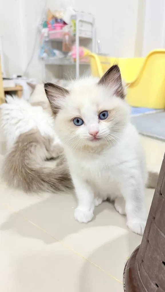 แมวสายพันธุ์Ragdoll ผู้หญิง 40,000 บาท ตรวจสุขภาพก่อนย้ายบ้าน มีใขเพ็ด WCF ทำวัคซีนแล้ว