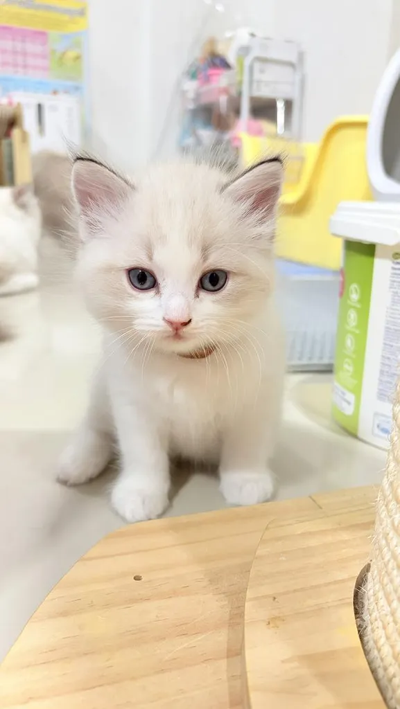 แมวสายพันธุ์Ragdoll ผู้หญิง 40,000 บาท ตรวจสุขภาพก่อนย้ายบ้าน มีใขเพ็ด WCF ทำวัคซีนแล้ว