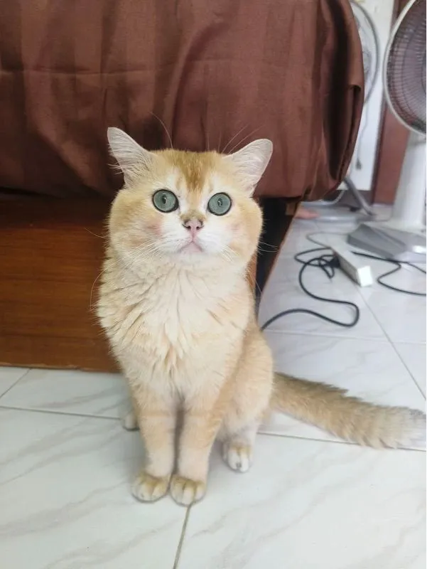 แมวพันธุ์บริติชช็อตแฮร์สีทอง ตัวผู้ อายุ1ปี